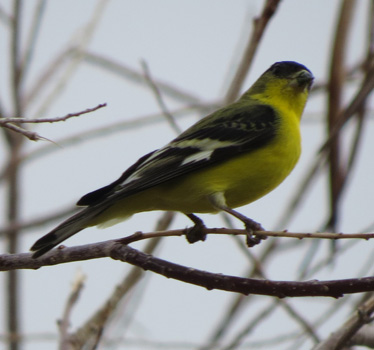 Lesser Goldfinch Starr Pass 1_26_2015
